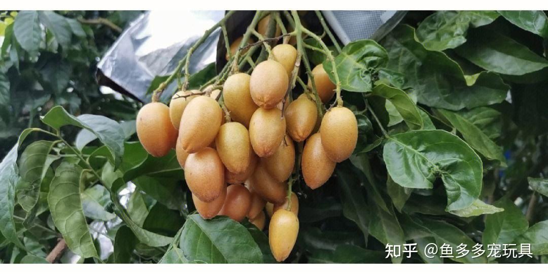 水果百科：黄皮 - 知乎