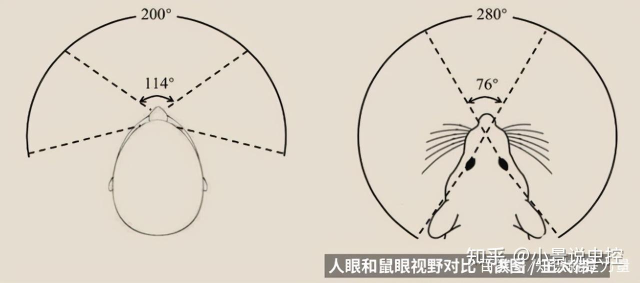 極差,但由於它們的眼睛位於頭的兩側,所以它們的視野範圍是非常寬廣的