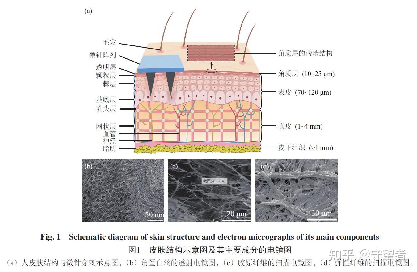 质构仪用于测定微针刺入皮肤或皮肤模型的刺入力 知乎