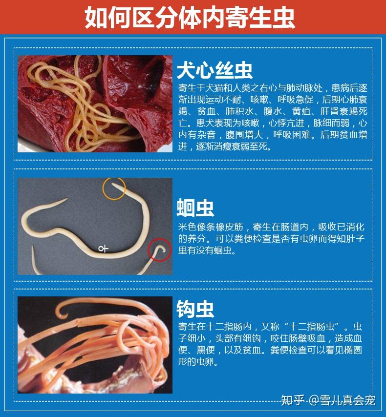 蛔虫的区别图片图片