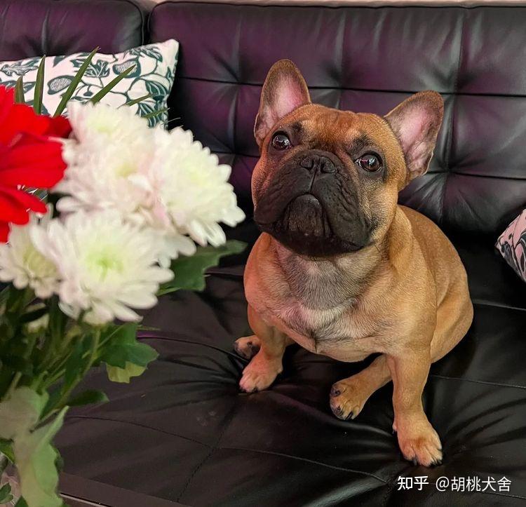 做好这几点法斗不软便