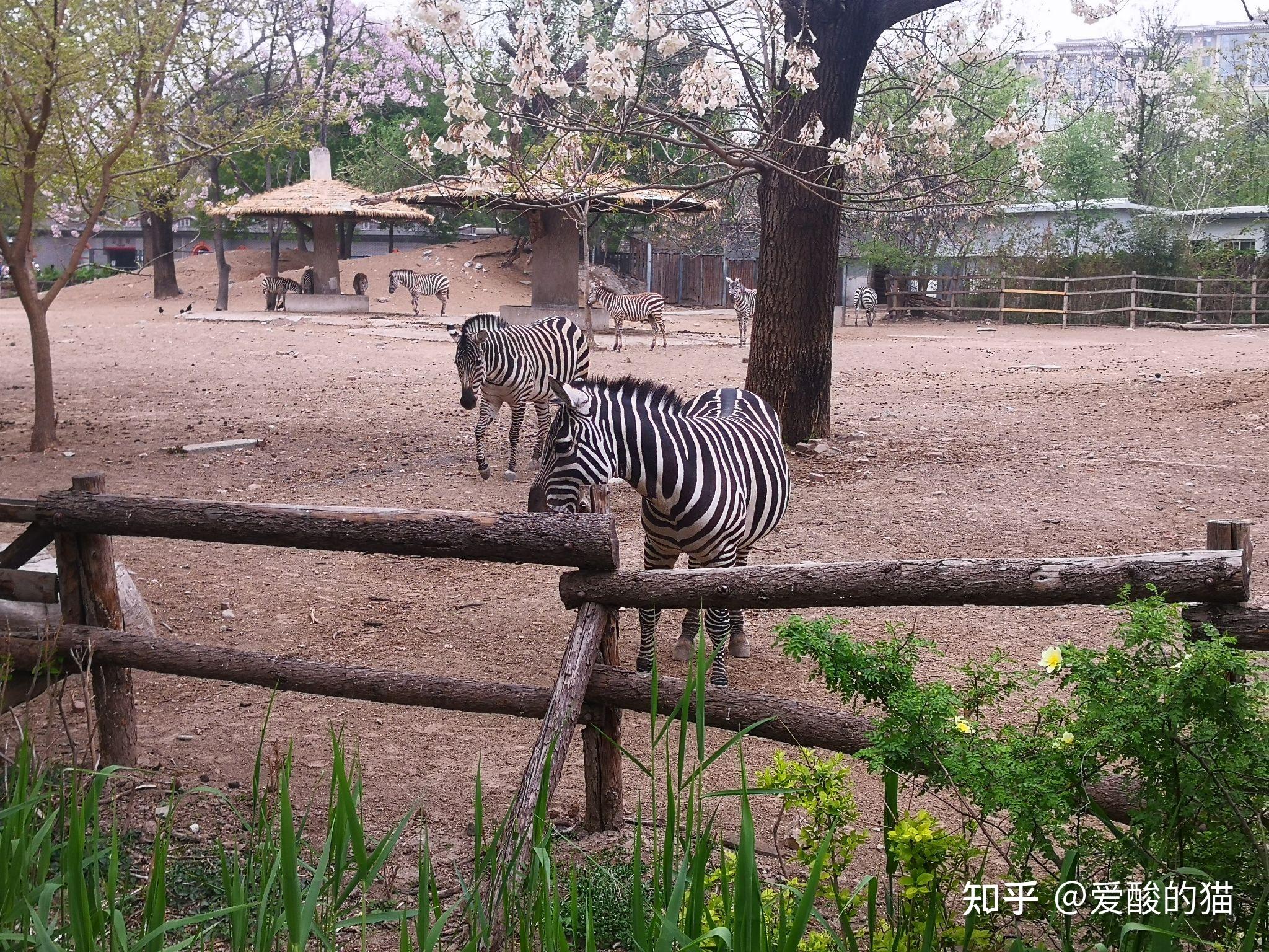 北京動物園 - 知乎