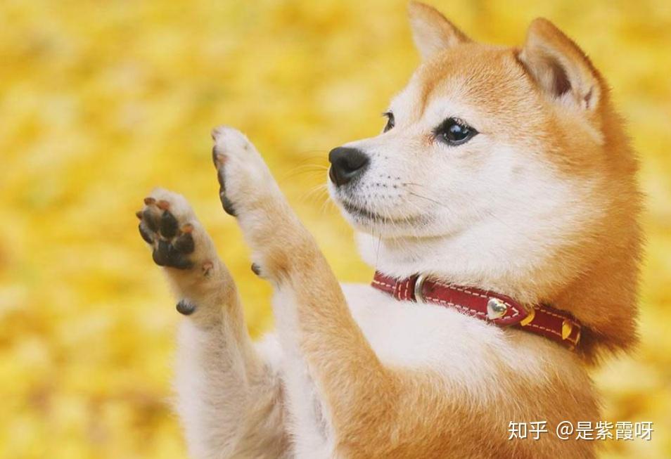 [狗子的品种]常见狗子品种盘点，你适合养哪种呢？ - 知乎