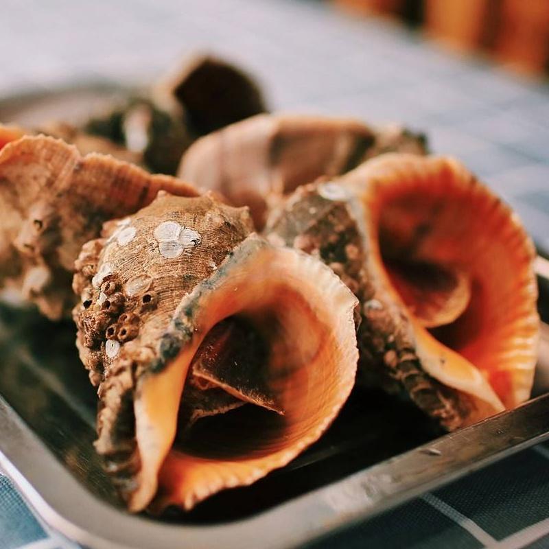 海螺的尾部是精华还是屎很多人居然全吃了