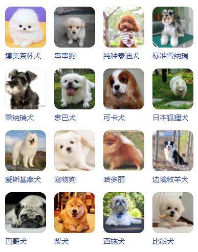 小型宠物狗品种名字图片