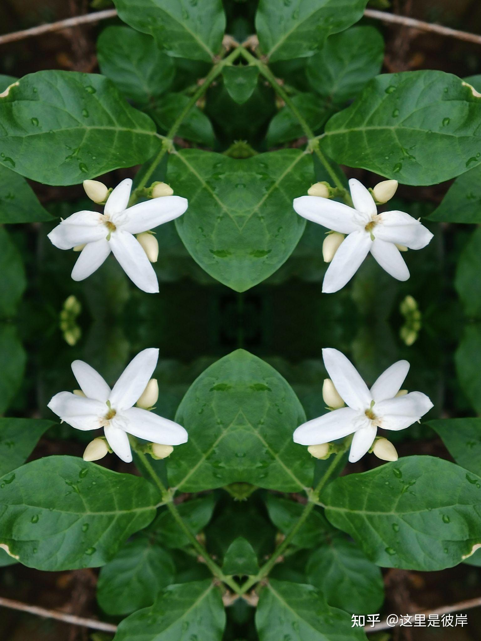 单瓣茉莉花香气沁人心脾