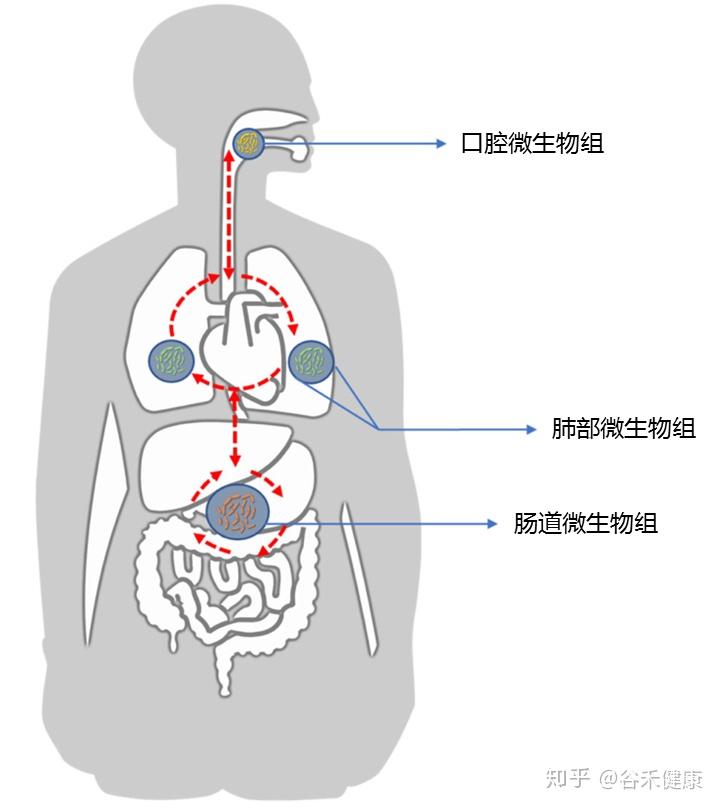 正常情况下,人体是动态平衡的,并且各个身体部位的微生物可以直接相互