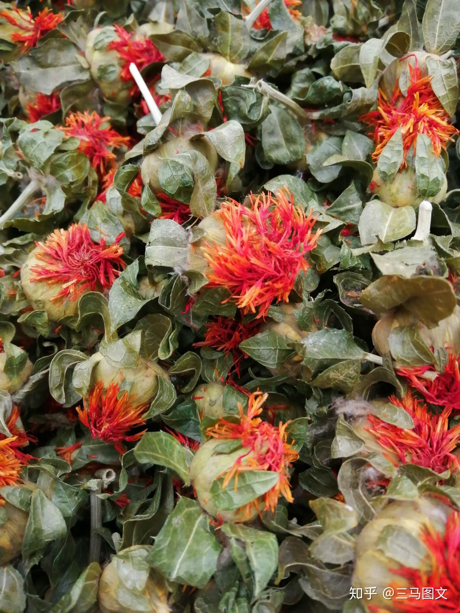 藏红花一种名贵药材