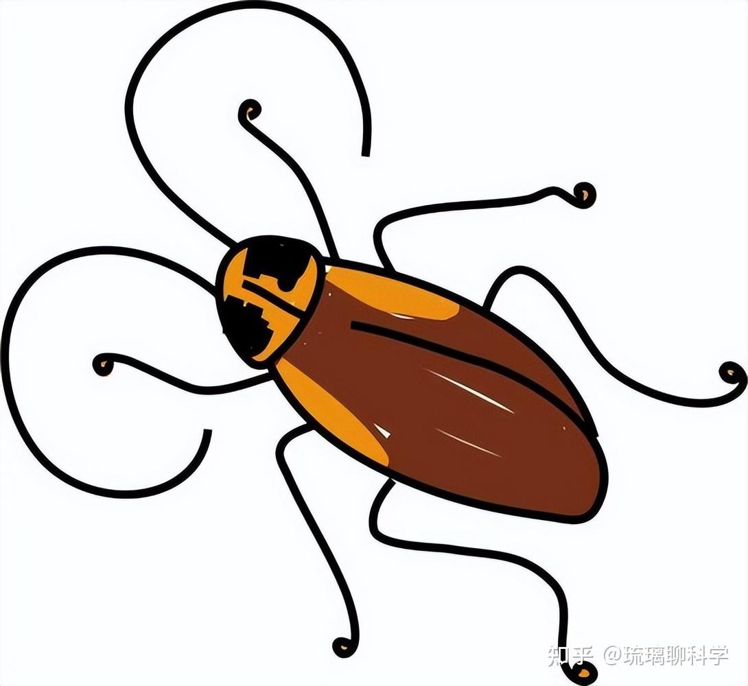 网曝长沙一幼儿园后厨蟑螂到处爬,若不小心吃了蟑螂,该怎么办?