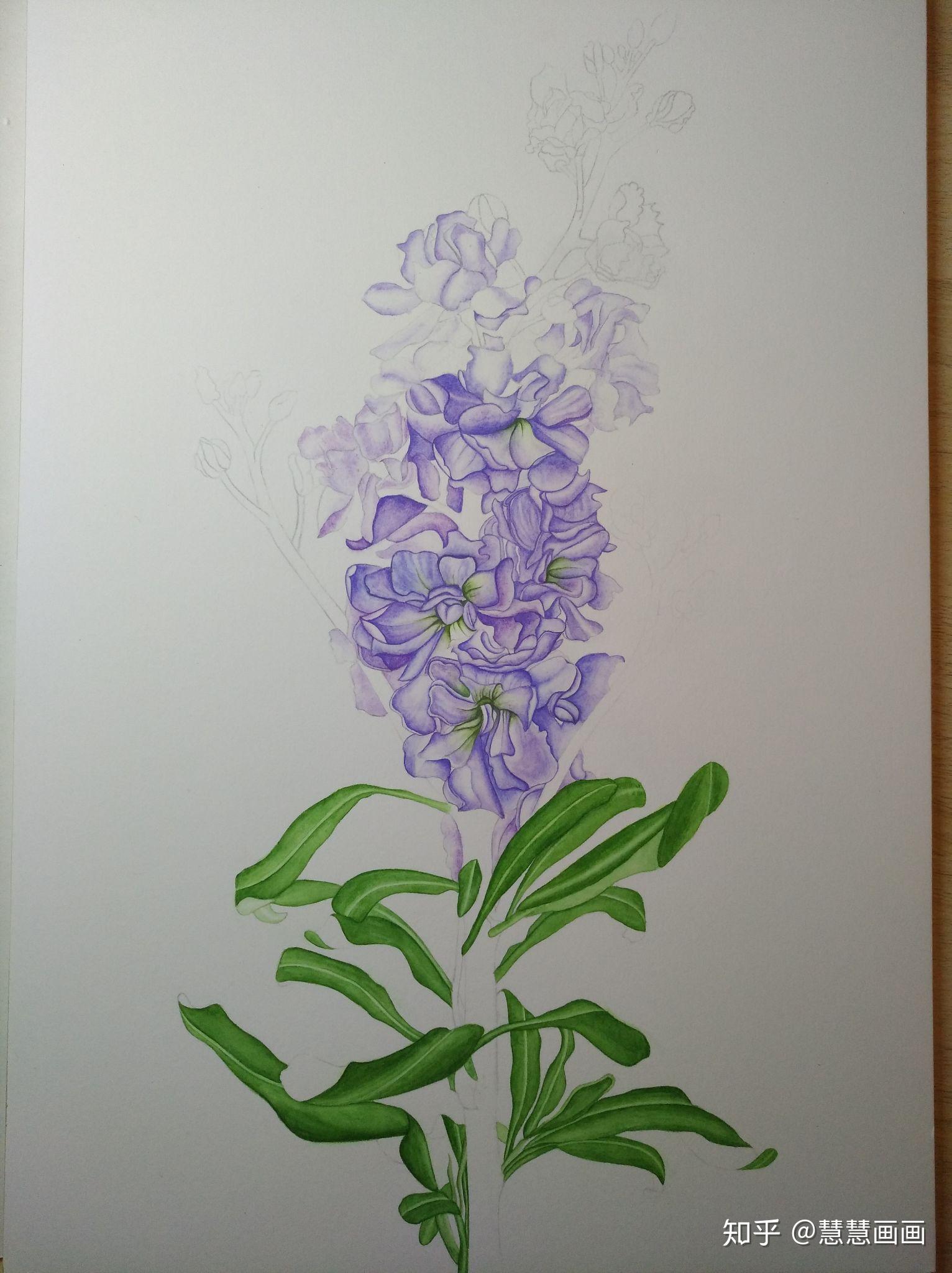 紫罗兰花的画法图片