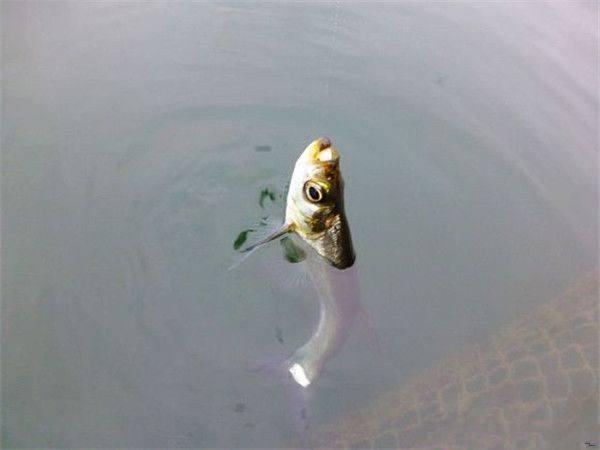 关注微信公众号:渔乐生活家 回复【表情包】送你一大波钓鱼人必备的