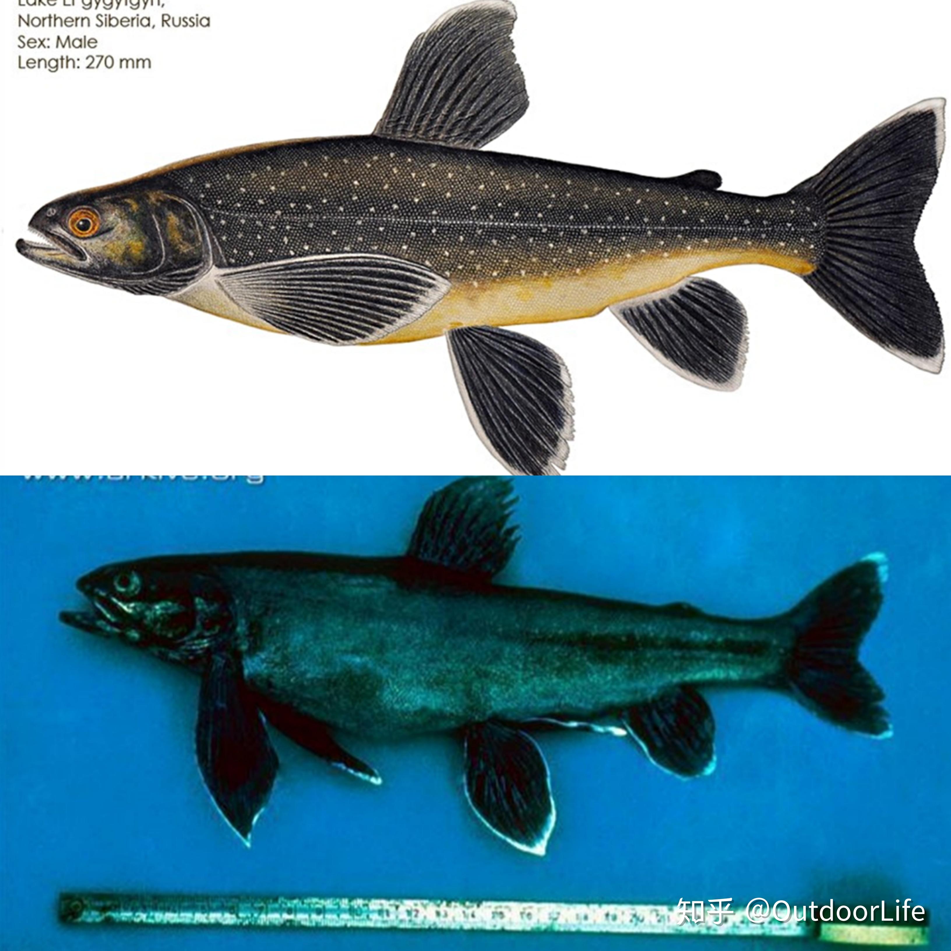 太平洋鲑鱼分类图片