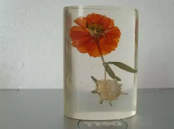 想要留住美丽 自己动手制作鲜花标本吧 知乎