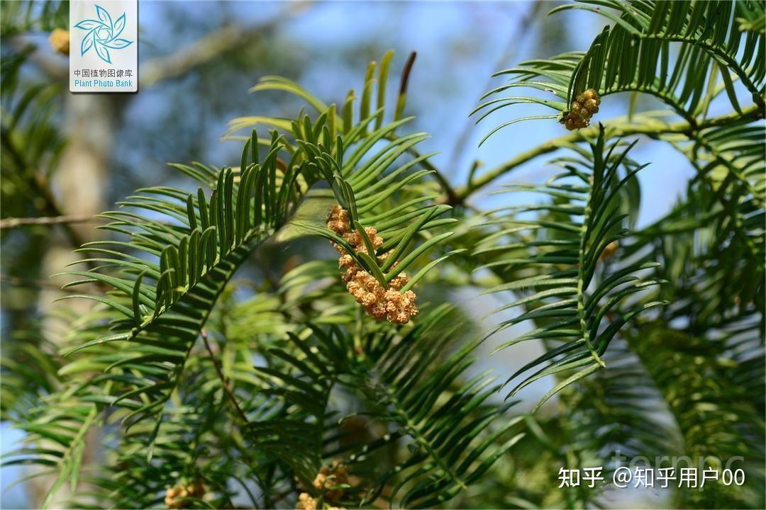 国家重点一级保护野生植物西双版纳粗榧 - 知乎