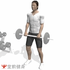 哑铃锤式弯举,反手杠铃弯举 - 知乎