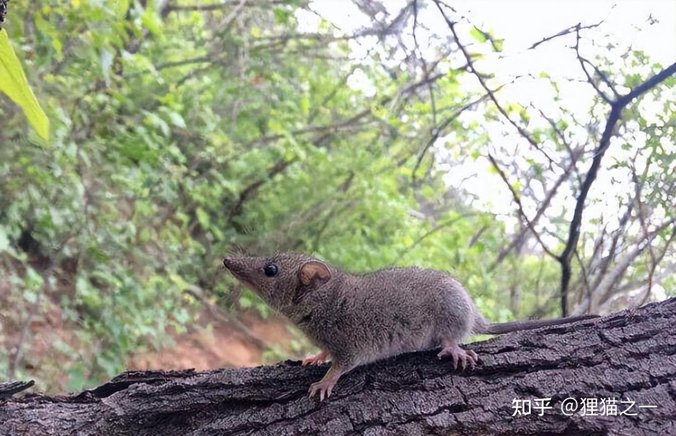 全国首例天津口岸截获南方短尾负鼠可能携带人类致病病原体