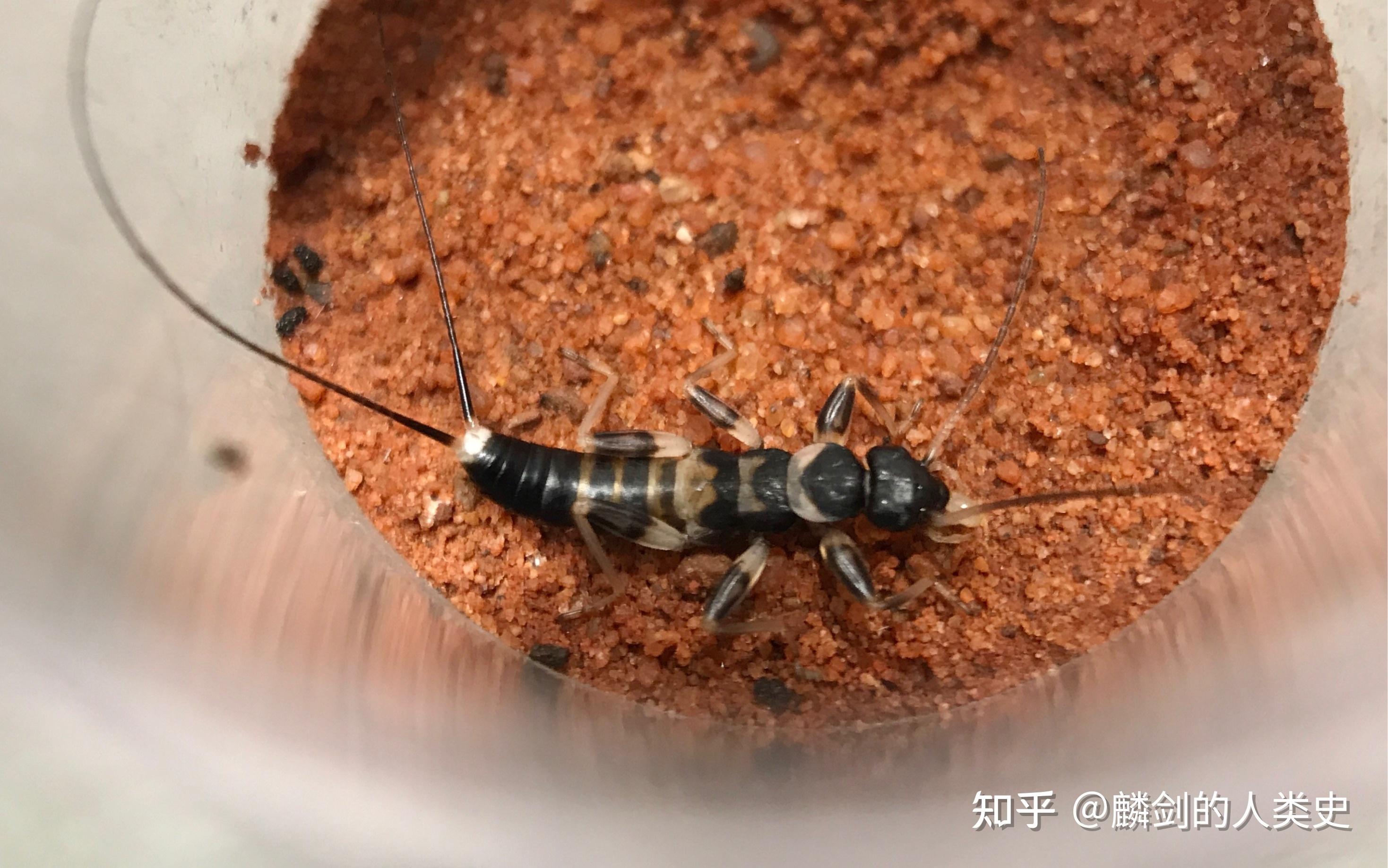 【动物界全系列】蠼螋亚目—丝尾螋科 - 知乎