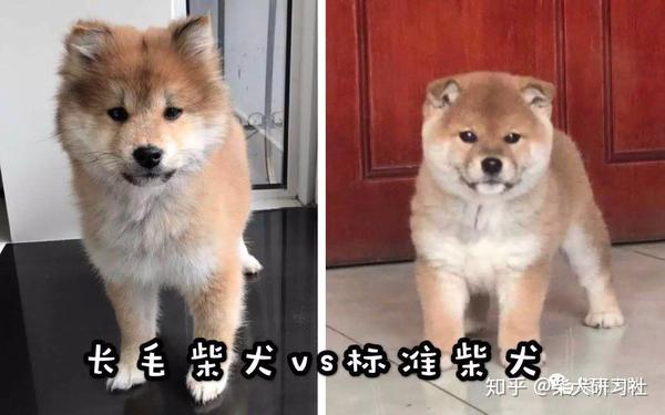 史上最全柴犬挑选攻略 知乎