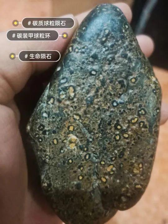 外星生物化石陨石图片