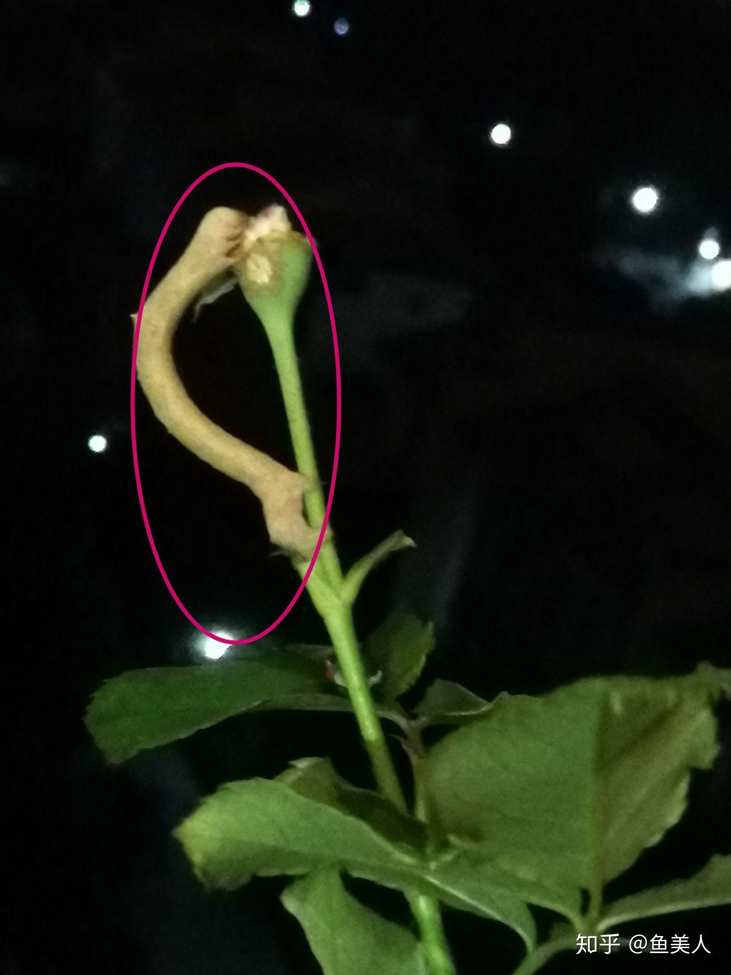 月季花上面圈红的地方是啥东西?像虫,又不像,不知道是啥鱼美人