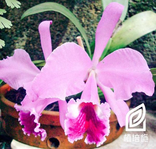 植培施 卡特兰cattleya Labiata 热带附生兰栽培手册 咖啡铺