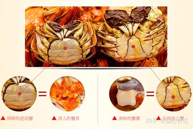 梭子蟹公母怎么区分图图片
