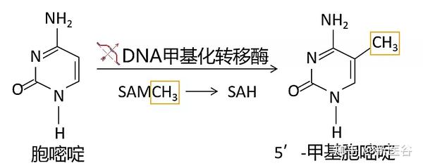 谷谷给你解析DNA甲基化 - 知乎