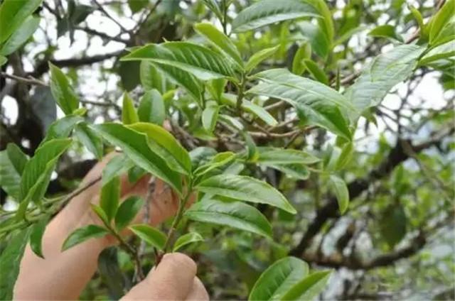 赞同了该文章 很多普洱茶以山头茶来命名,那这些山头是怎么来的,茶叶