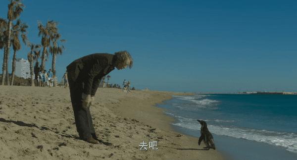 《我的企鹅老师》宠物当“老师”很离谱?不,巨好看!