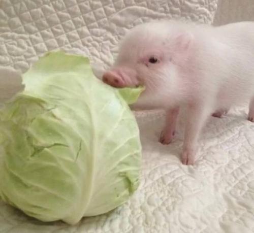 猪和大白菜的情侣头像图片