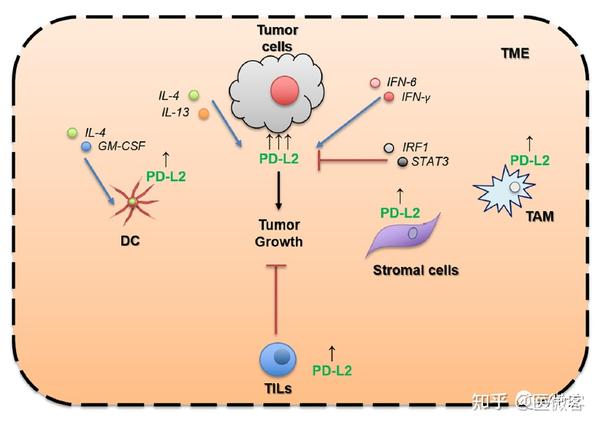PD-L2知多少 - 知乎