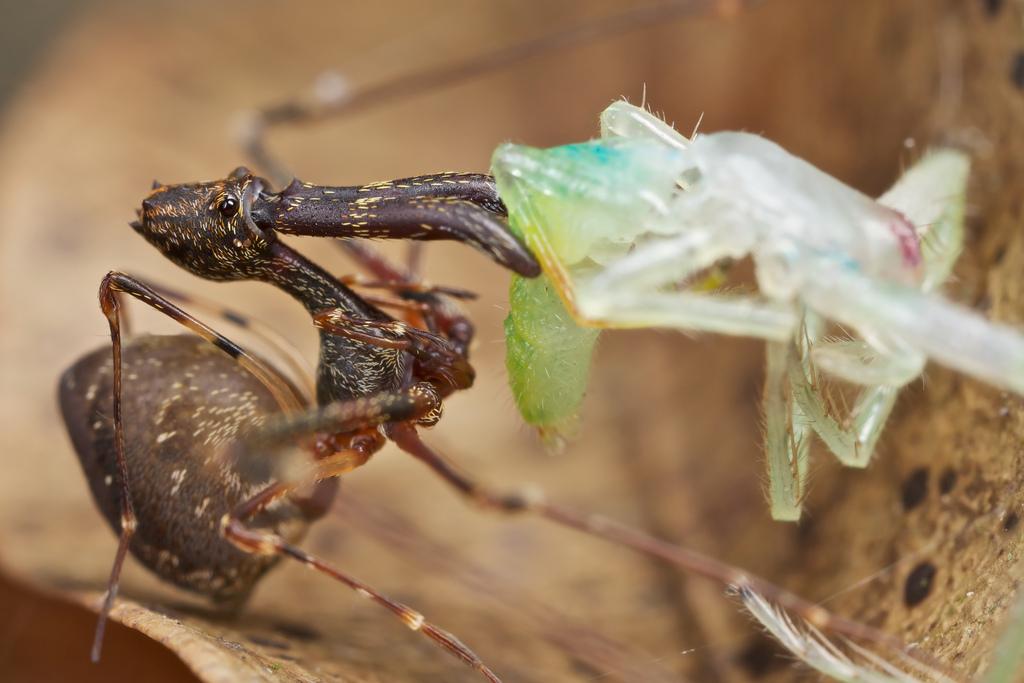 相煎何太急(二)古蛛科