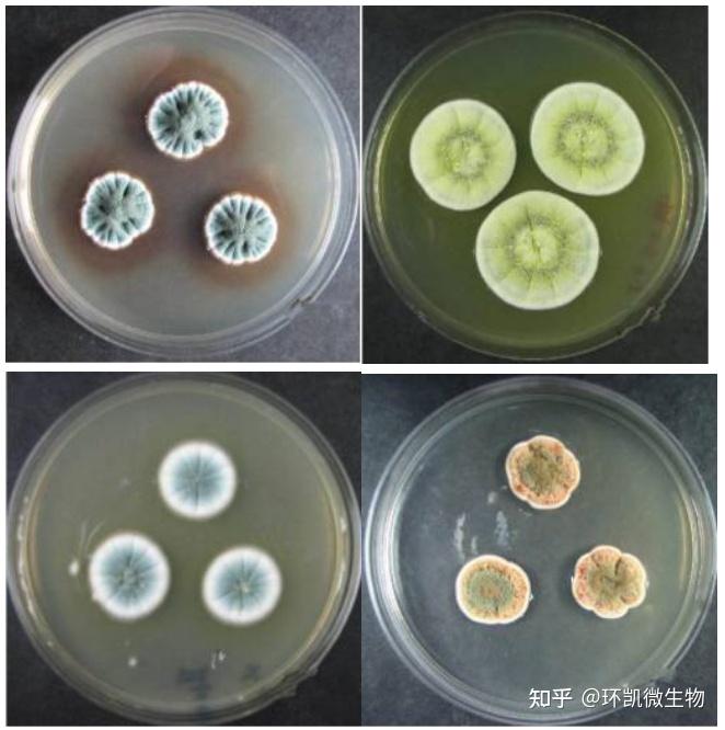 常见霉菌形态描述及典型菌落图片汇总！ - 知乎