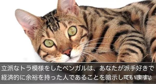 猫奴国日本教你选猫咪看性格 知乎