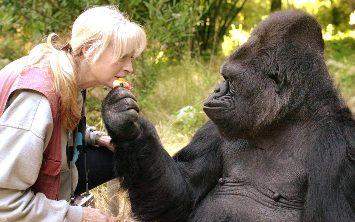 还记得会使用手语的大猩猩科科吗它去世了享年46岁