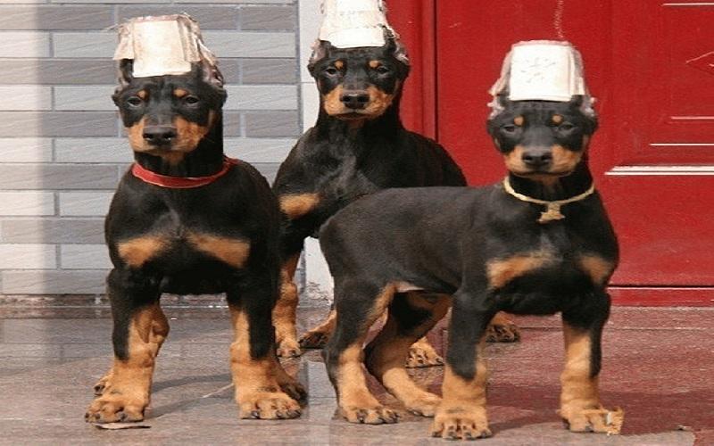 世界上智商最高的十种狗狗