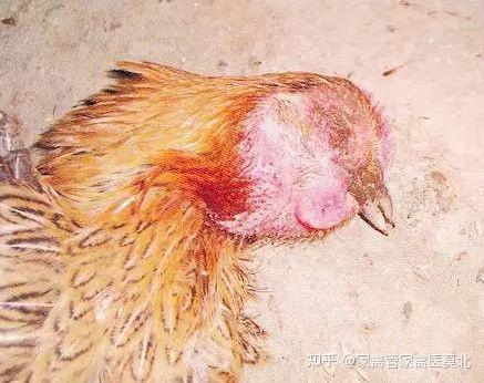 鸡早期禽流感症状图片图片
