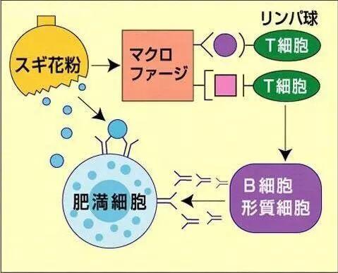 日本花粉症vspm2 5 知乎