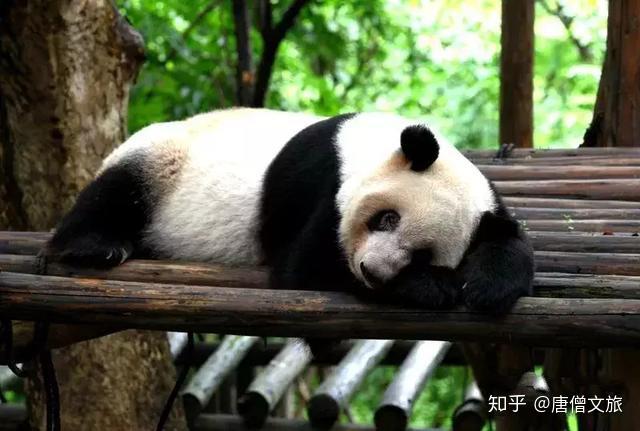 唐僧文旅推荐中国熊猫的世界故事巴布熊猫来北京世园会啦