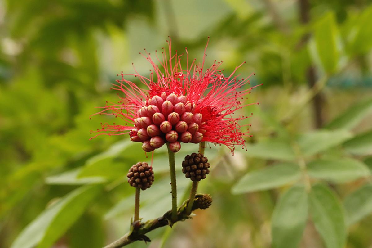植库‖朱缨花:南美来的“红绒球”,俘获众多花友心 - 知乎