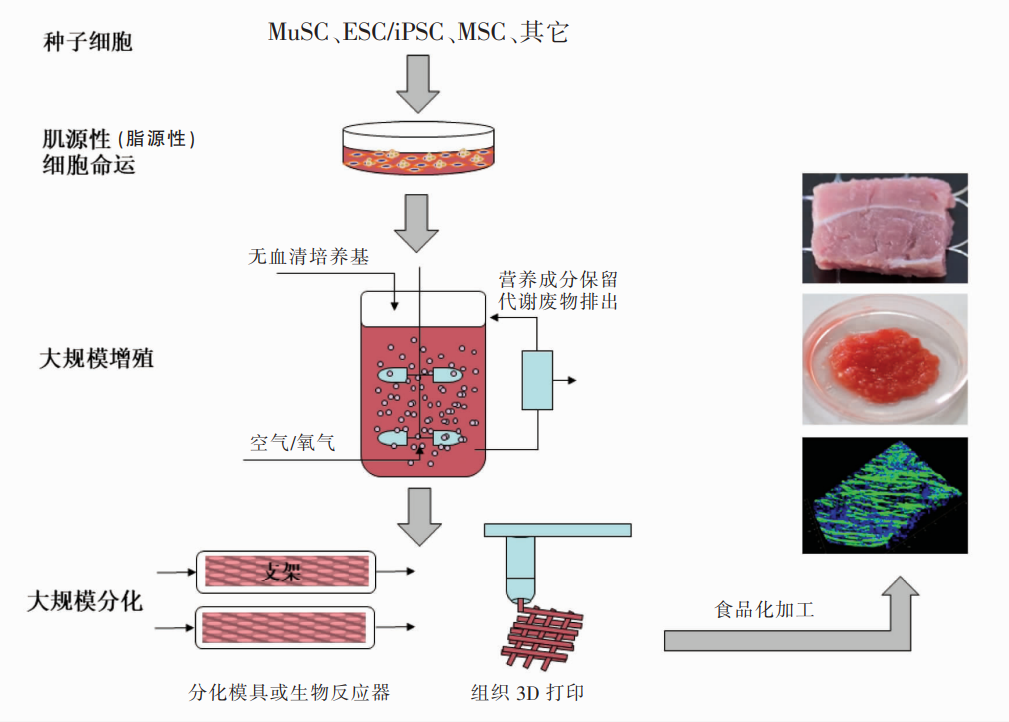 探访周子未来:细胞培养肉怎么和我们想象的完全不一样? - 知乎