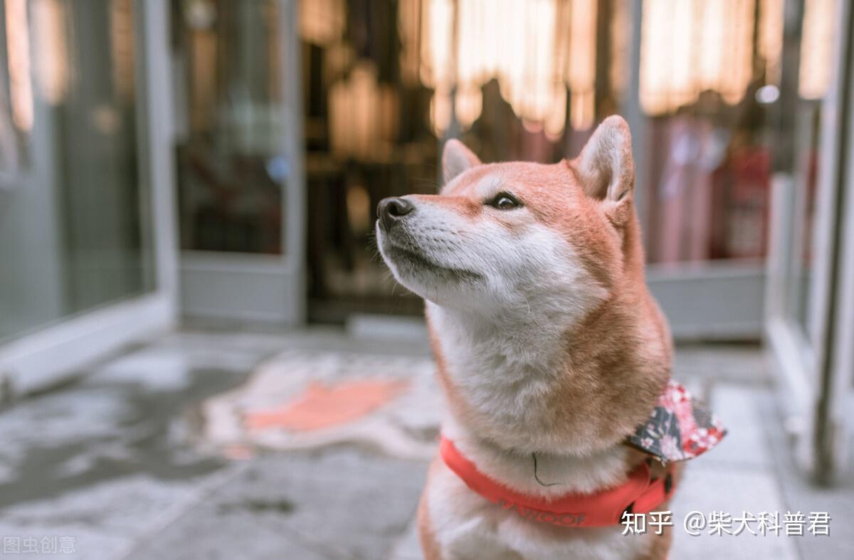 喜欢豆柴，怎样才能挑选到好的豆柴？ - 知乎