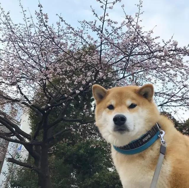 不去日本看樱花你会后悔只看樱花更后悔