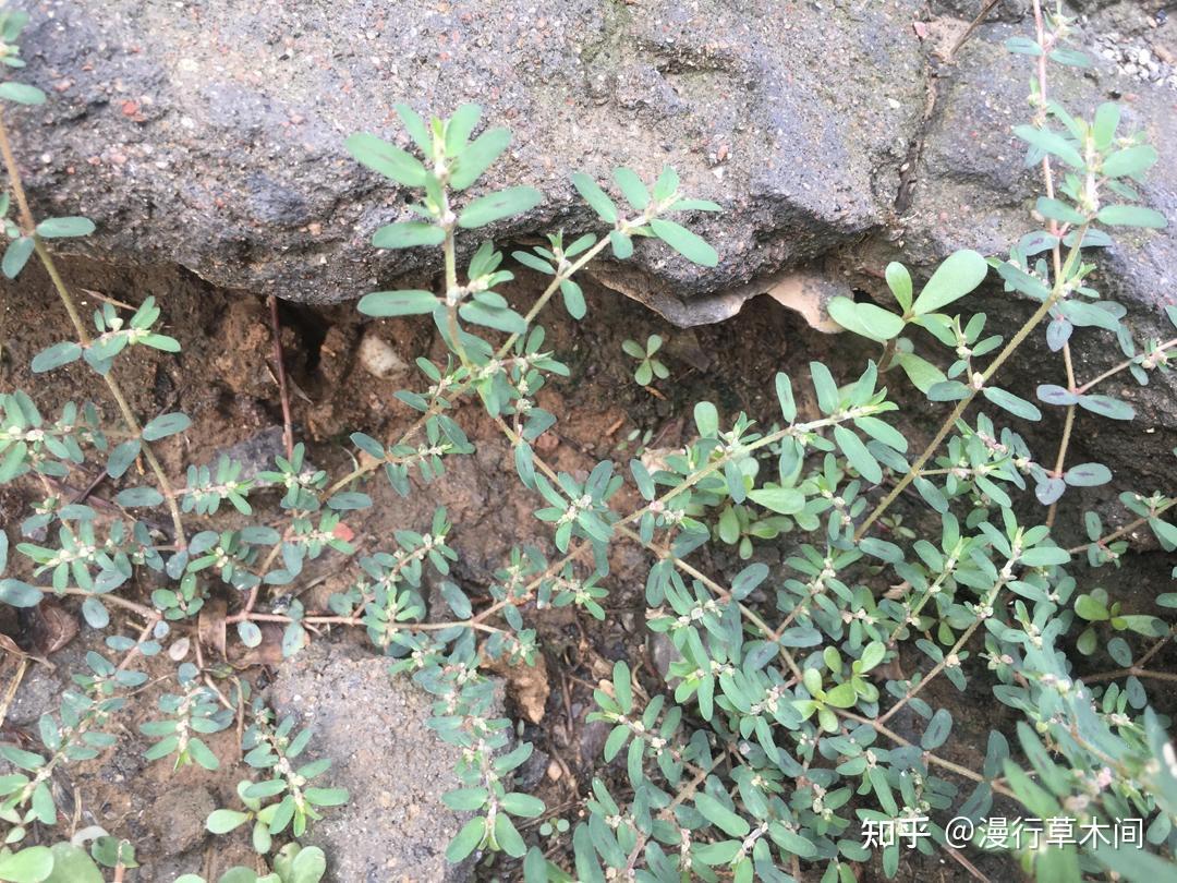 地锦和斑地锦,2种叫“血见愁”的植物,有啥区别? - 知乎