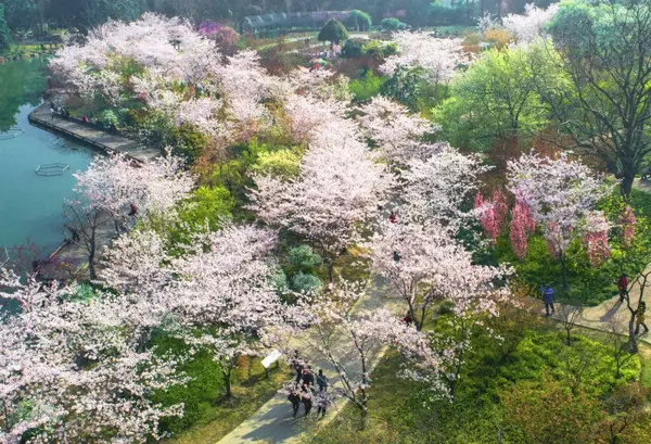 上海植物园21赏樱攻略 知乎