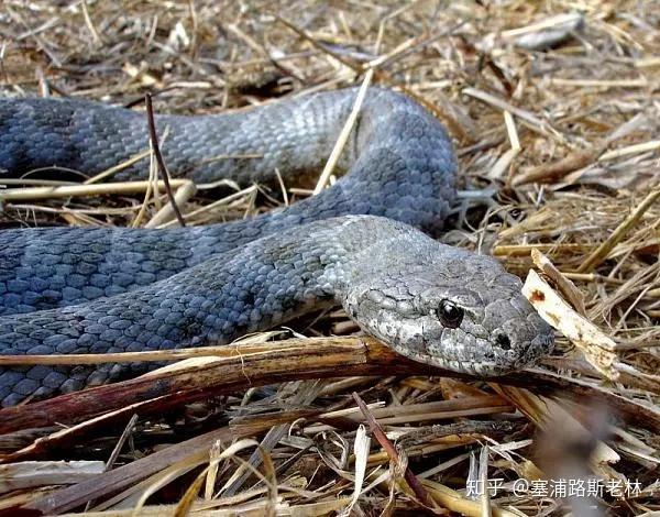 杀蛇违法塞岛防蛇秘籍