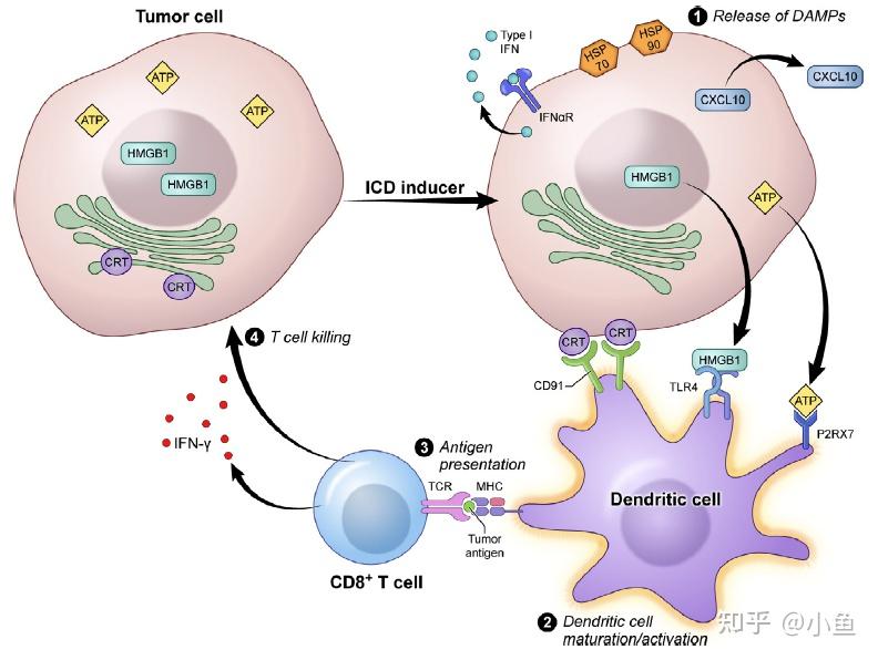 免疫原性细胞死亡immunogeniccelldeathicd在肿瘤中的应用