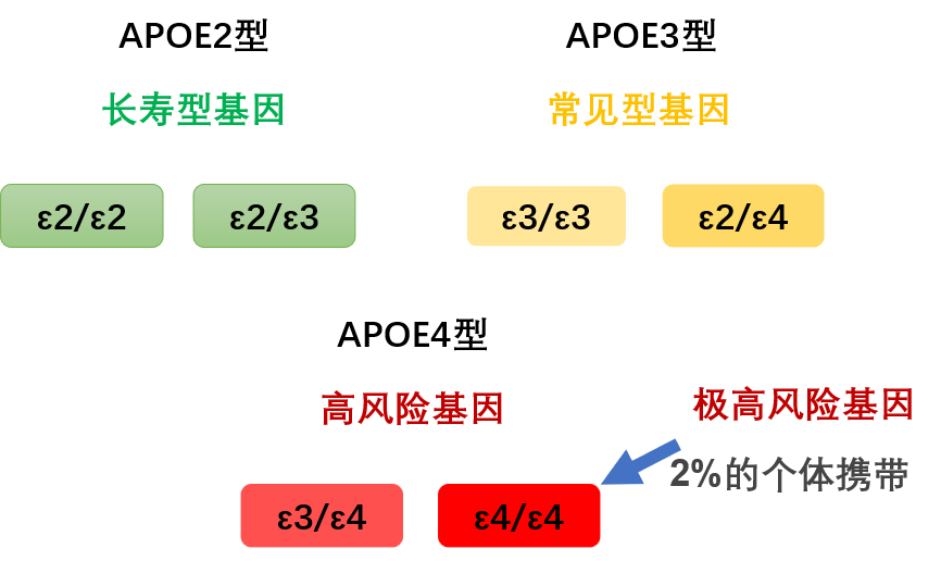 APOE基因检测|| 预防老年痴呆 - 知乎