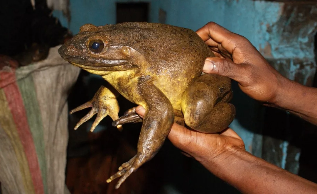 非洲巨蛙告诉你:爱劳动真的可以长大个!