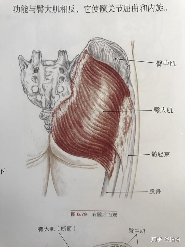 臀肌粗隆位置肌肉图片图片